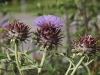 IMG_1759.jpg