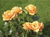 IMG_1764.jpg