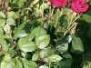 IMG_2196.jpg