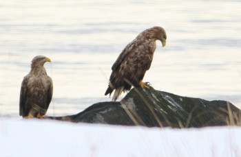 Ørna venter på Rognkjeksa