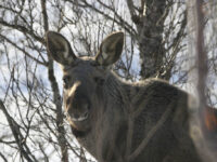 Elgen i Forfjorden…