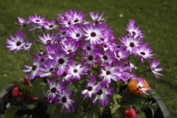 En bukett til min kjære