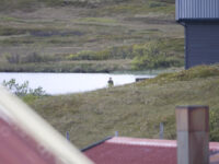 Fredrik på fesketur i Steinsvannet