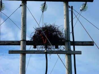 Sjur med "spenning" i tilværelsen...