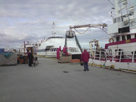 Andfjordferga, den nye kvalsafari-katamaranen og "Ole Elvan"