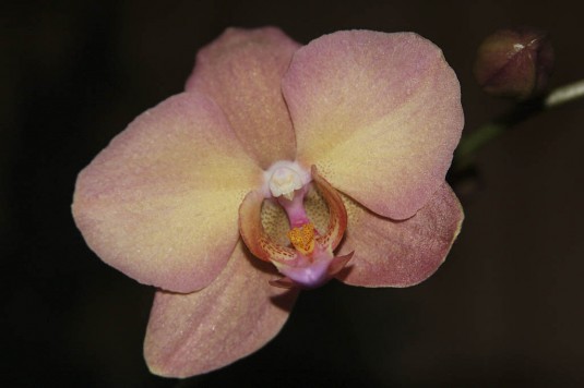 Lills Orkidè i blomst