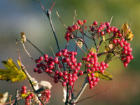 Rognebæra – en høstens fargeklatt!