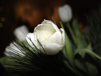 Brylluppsforberedelsan…