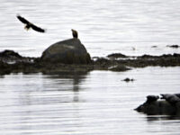 Dagens ørn- og seldose…