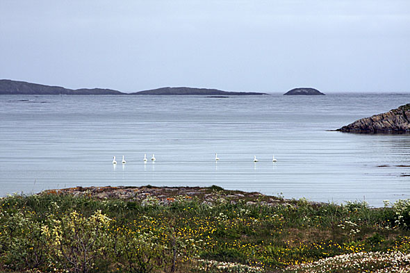 21.6 2009: "Svanesjøen" på Stranda