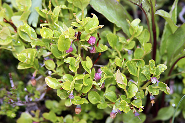 21.6 2009: Blåbæra har satt farta opp!