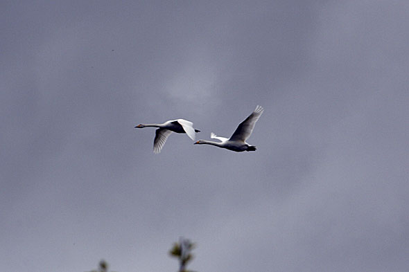 21.6 2009: Det kryr av Svana på øya