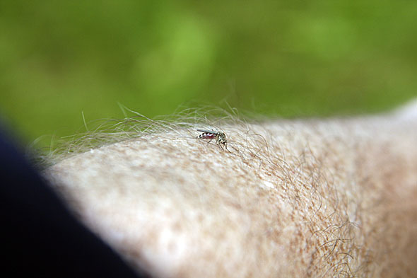 21.6 2009: Og det KRYR av MYGG