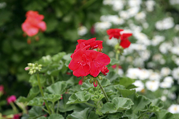 9.6 2009: En blomst tell mi kjære Lill