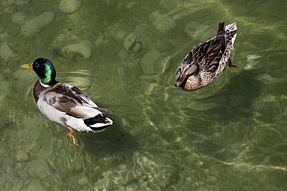 10.6 2009: Flotte stokkender va det mange av