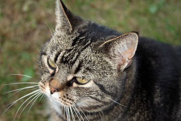 2.7 2009: Ei av Tove sine katte