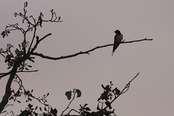7.7 2009: Det kryr av svala rundt oss her nede