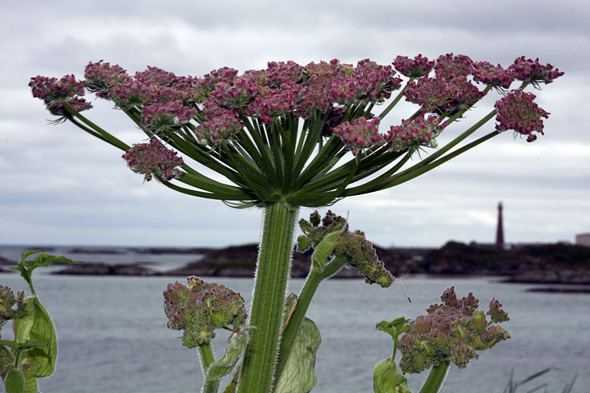 16.7 2009: Dagens bilde, eller dagens blomst?