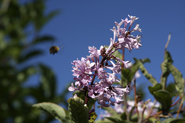 9.7 2009: "Humlens flukt"????