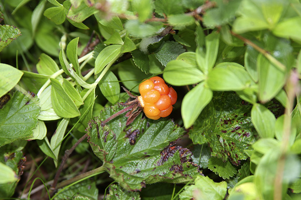 21.7 2009: Årets første moltebær blei observert på tur ned tell hytta