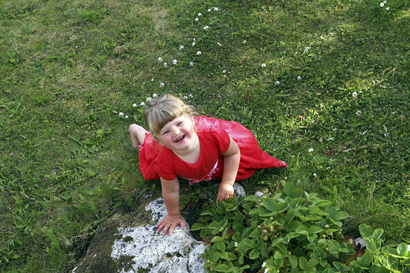 31.7 2009: Ho Elena avslutta maten med jordbær, rett fra planten!