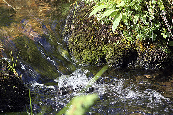 16.8 2009: En liten bekk e også å finne på området