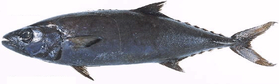 4.8 2009: Hawaiisk Smørfesk (Hawaiian Butterfish)