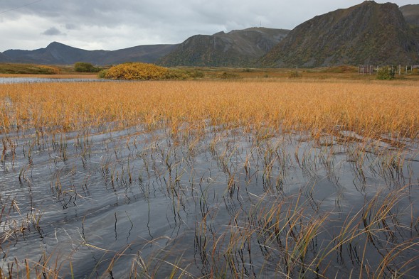 20.9 2009: Lille Steinsvannet - nu MED ørret i!
