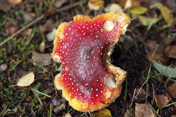 27.9 2009: Litt av en fluesopp!