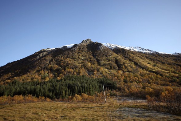 Gran-plantefelt i høstfarge på tur inn mot Ånes