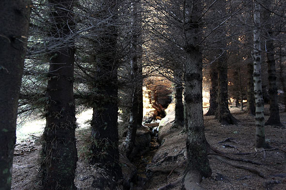 Bekken i Trollskogen på tur mot målet