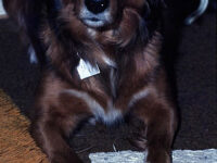 På tur tell Kennedy Space Center