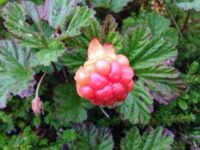 Molteplukkinga i gang…