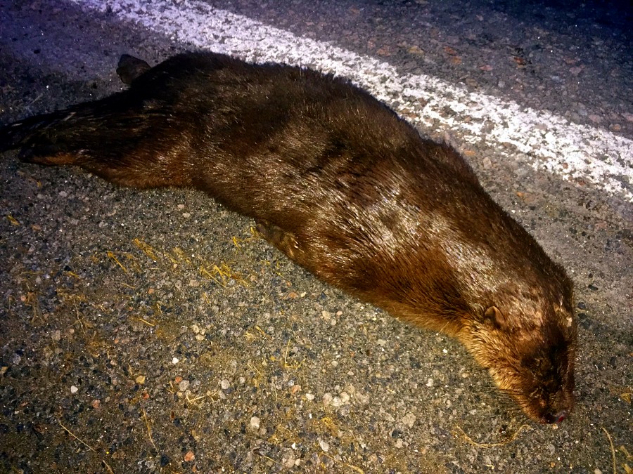 oter-overkjørt-Andenes