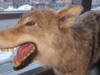 Skummel kar på en søndags morgen…