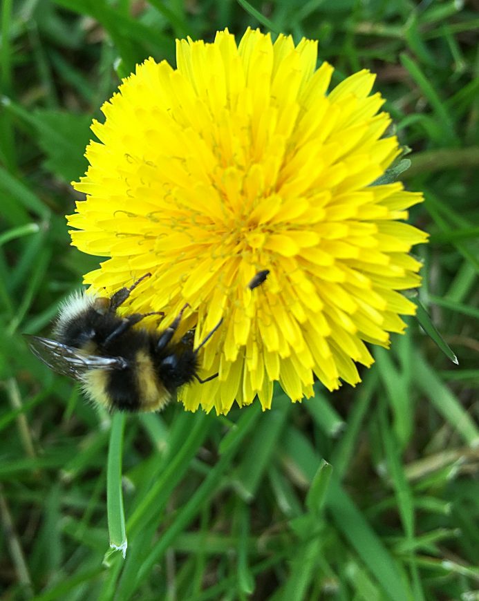 En flittig og viktig del av norsk natur i aksjon i dag :-)