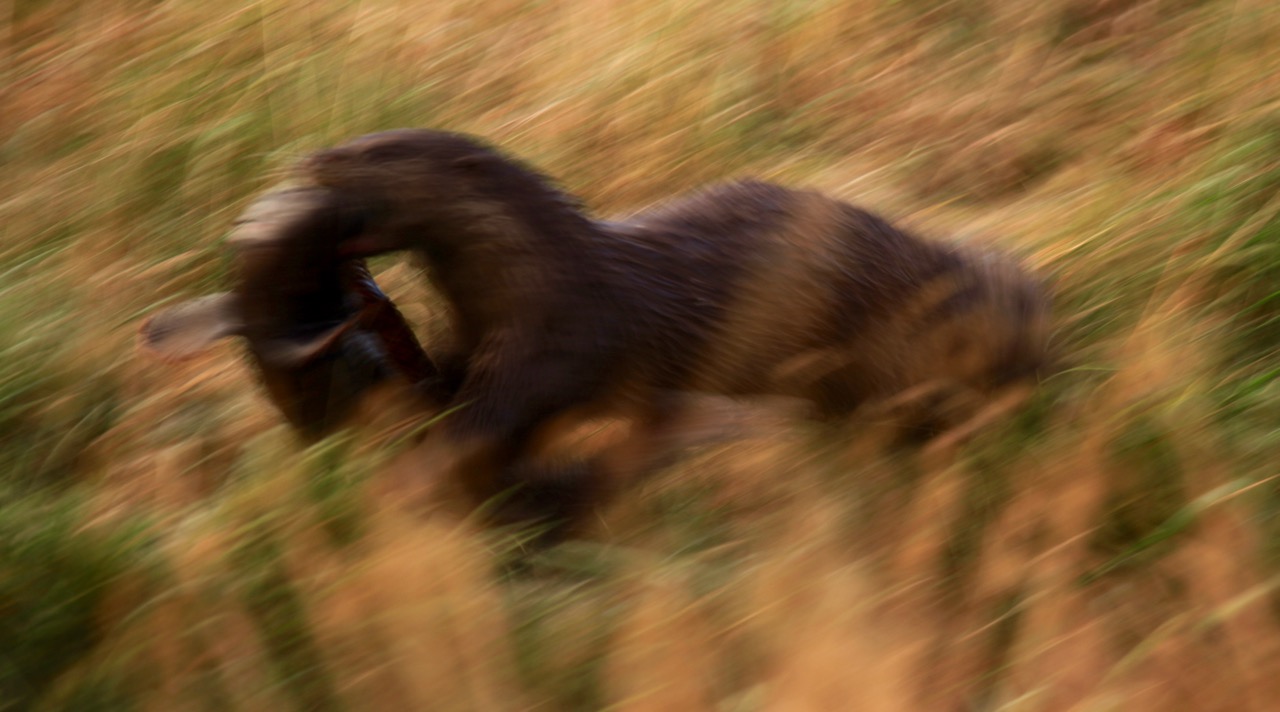 Da vi va kommen frem tell Sandnes blei det gåtur. Kameraet med 600mm blei med, og rett etter start dukka denna karen opp med et dyr (ikkje fesk) i kjeften. Dessverre klarte å
æ å sette kameraet i P i stedet før Auto i befippelsen, så den er litt "i farta" før å si det sånn  :-)