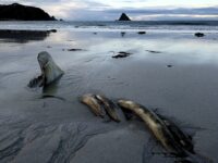 En tur i Bleiksfjæra i lag med ho Elena…