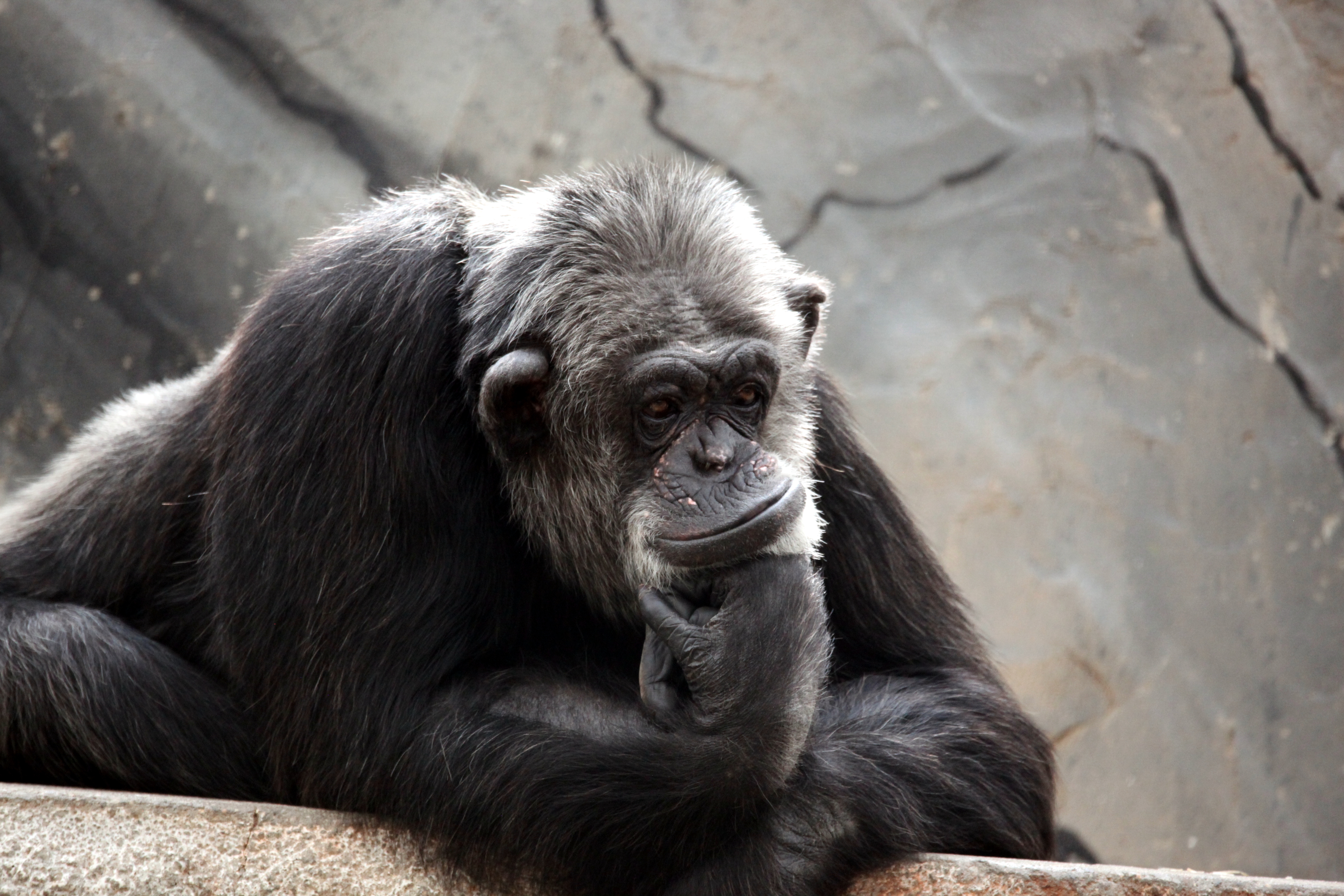 Elena knipset dette blinkskuddet av en tankefull Julius...