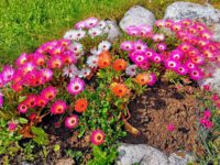 Selv isblomstene i hagen &laquo;nyter&raquo; 30 graders varme i Daniel Olaisen vei 29