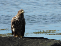Ørn og Hegre på Nøss…