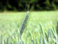 En sommerdag i Sandefjords skjærgård