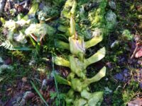 Under kreasjon i soppmarka…