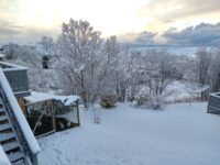 Første vinterdag, og hønene er ute…