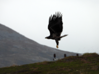 &laquo;Hjulan ute&raquo;, maks løft…