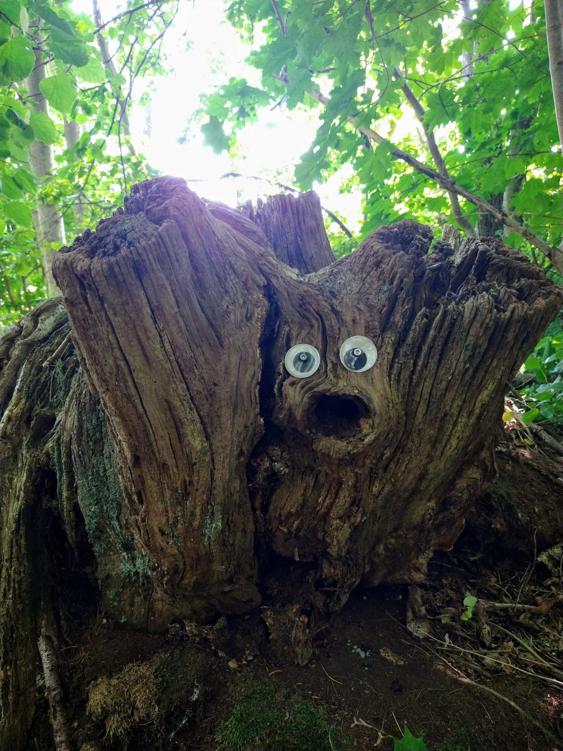 IMG_20210717_1735530682