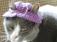 Katt med hatt…