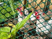 Høner og hvete, side om side…