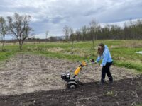 Klargjøring tell potetsetting på Dverberg