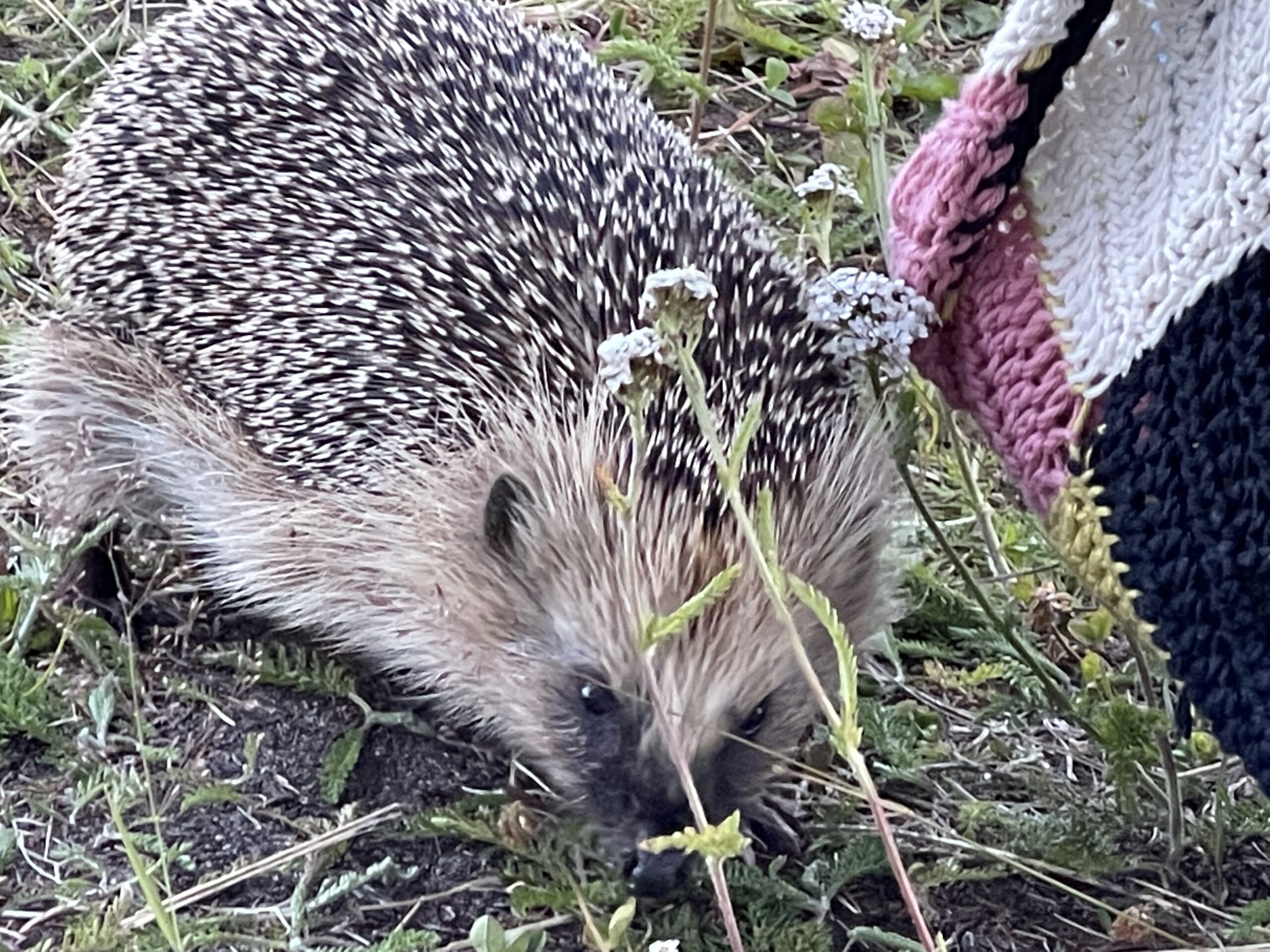 EF73267F-B1D2-4DB2-BF7D-C3211A752C33